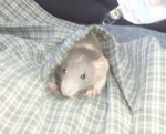 Rat in a shirt pocket.